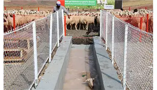 KÜÇÜKBAŞ HAYVAN DEZENFEKTE VE AŞILAMA ÜNİTESİ