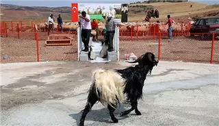 KÜÇÜKBAŞ HAYVAN DEZENFEKTE VE AŞILAMA ÜNİTESİ görseli