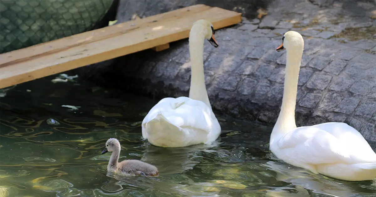 Başkent’in Simgesi Kuğulu Park’tan Sevindirici Haber